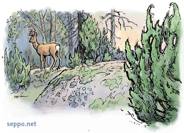  Roe deer and juniper, keywords:
 Roe deer Common juniper summer evening forest Capreolus capreolus Juniperus communis cartoon