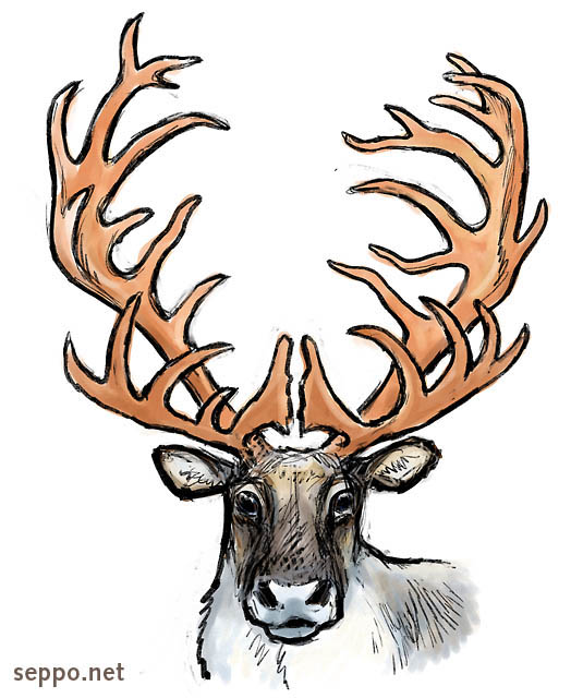  Finnish forest reindeer, keywords:
 Finnish forest reindeer threatened subspecies Finland antlers Rangifer tarandus fennicus