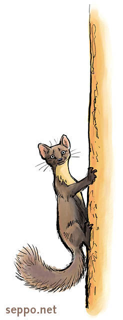  Pine marten preying, keywords:
 European pine marten preying tree Martes martes cartoon