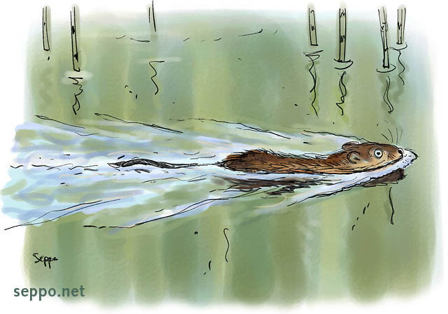  Muskrat swims, keywords:
 Muskrat rodent introduced species swimming Ondatra zibethicus cartoon