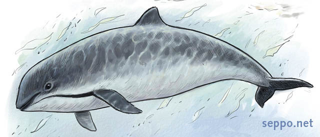  Harbour porpoise, keywords:
 Harbour porpoise Phocoena phocoena Baltic Sea cartoon