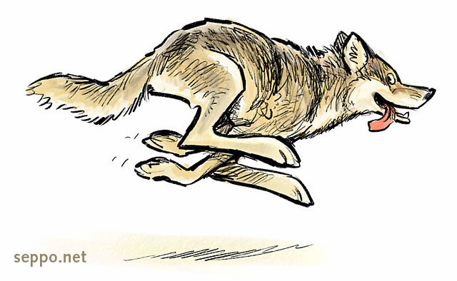 Wolf runs, keywords:
 Gray wolf grey wolf common wolf run speed Canis lupus cartoon