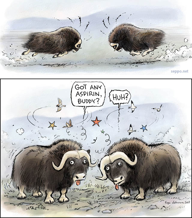  Muskox males fight, keywords:
 Muskox musk ox male rutting fight headache aspirin male arctic Ovibos moschatus Snow Bunting Lapland bunting cartoon