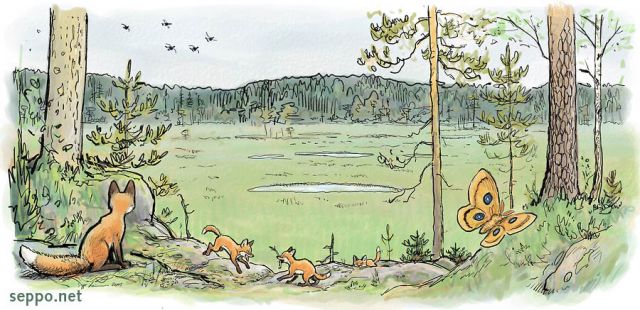  Red fox – vixen and kits on edge of swamp, keywords:
 Red fox vixen kits litter den swamp bog play game Nuuksio Soidinsuo Tau emperor moth spring Black grouse Vulpes vulpes Aglia tau cartoon
