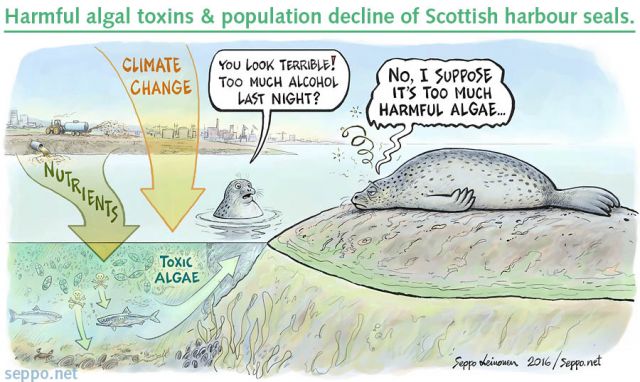  Toxic algae - climate change and nutrients, keywords:
 Toxic harmful algae blooming climate change nutrients pollution sea oceans harbour seal Phoca vitulina fish clam plankton cartoon