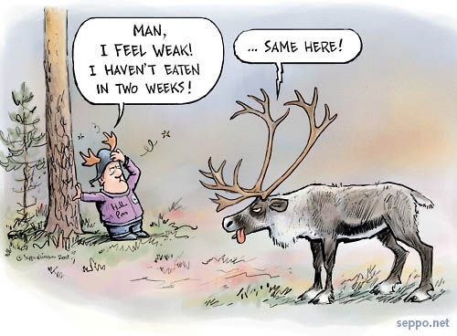  Hangover - Reindeer male after the mating season, keywords:  reindeer mating season reproduction male lent hormone Lapland tourist hangover party cartoon
