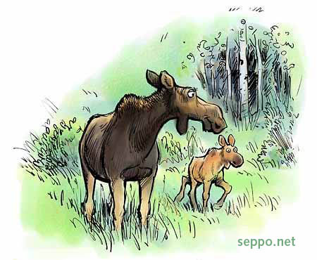  Elk and a fawn, keywords:
 elk moose fawn mother cub summer breeding
