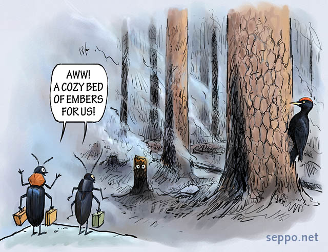 Nature returns after forest fire, keywords:
 forest fire fire area wildfire prescribed burning smoke ember pine infrared detection of fire insect False darkling beetle Black fire beetle Black woodpecker Phryganophilus ruficollis Melanophila acuminata Dryocopus martius cartoon