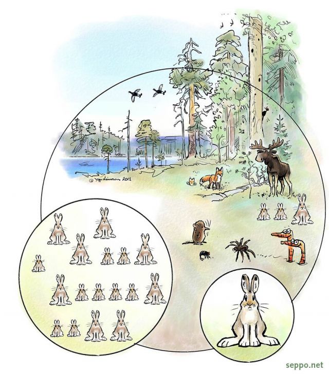  Ecosystem – population – organism, keywords:
 Ecosystem community population organism mountain hare Lepus timidus fox black grouse shrew spider bug elk moose worm ecology cartoon