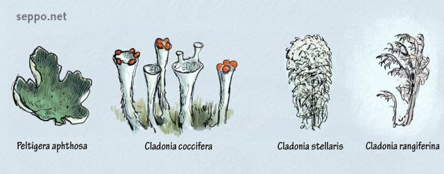  Lichen species common in Nordic countries, keywords:
 green dog lichen leafy lichen felt lichen common freckle pelt cup lichen star reindeer lichen greygreen reindeer lichen Peltigera aphthosa Cladonia coccifera Cladonia stellaris Cladonia rangiferina cartoon