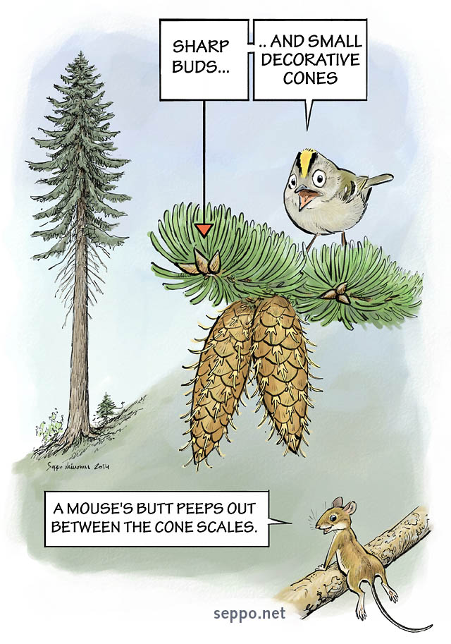  Douglas Fir and Goldcrest, keywords:
 Douglas fir cone Pseudotsuga menziesii goldcrest yellow-necked mouse cartoon