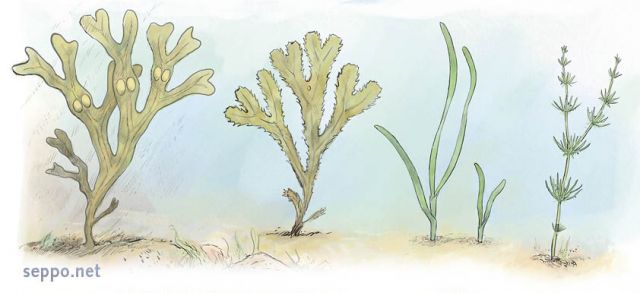  Major water plants and habitat builders in Baltic Sea, keywords:
 Bladder Wrack Serrated Wrack Eelgrass Baltic Stonewort Fucus vesiculosus serratus Zostera marina Chara baltica water plant habitat builder Baltic Sea cartoon