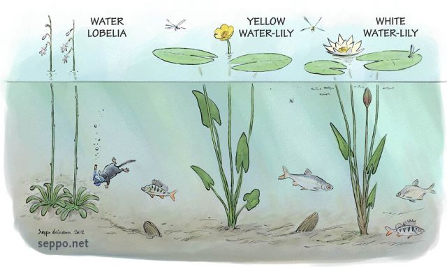  Water lobelia and Yellow and White Water-lily, keywords:
 aquatic plant water-lily brandy-bottle water rose water lobelia duck mussel European perch common roach white bream Lobelia dortmanna Nuphar lutea Nymphaea alba Perca fluviatilis Blicca bjoerkna Rutilus rutilus Anodonta anatina cartoon