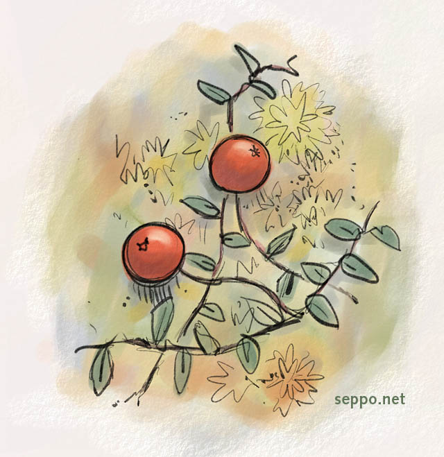  Bog cranberry, keywords:
 bog cranberry small cranberry swamp cranberry peatland berry Vaccinium oxycoccos cartoon