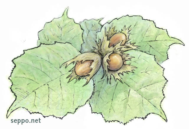  Common Hazel, keywords:
 common hazel nut cob nut shrub Corylus avellana piirros