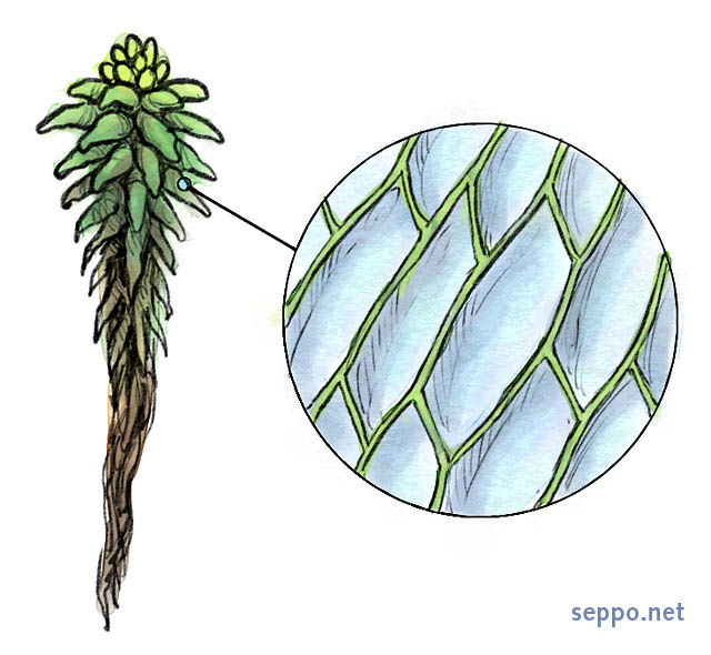  Peat moss withholds water in its cells, keywords:
 Sphagnum peat moss bog soil conditioner hyaline cells water-holding capacity Sphagnum cartoon