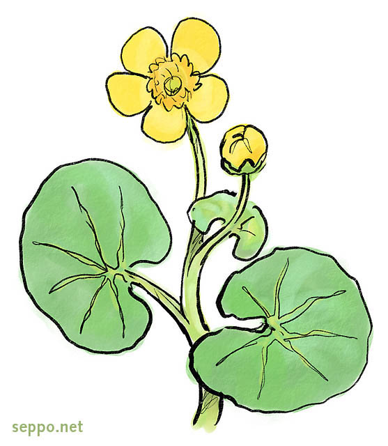  Kingcup, keywords:
 Kingcup Marsh Marigold Caltha palustris cartoon