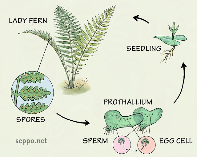  Sex life of ferns, keywords:
 sporophyte spore haploid gametophyte gamete prothallium plant generation plant sex life lady fern common lady-fern fern Pteridophyta Athyrium filix-femina cartoon