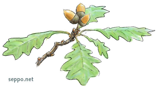  English oak with acorns, keywords:
 English oak pdunculate oak French oak deciduous tree acorn Quercus robur cartoon