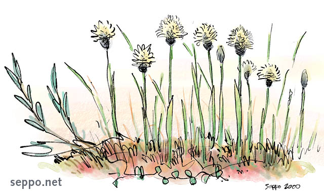  Bog plant – Cottongrass, keywords:
 Hare&#039;s tail Cottongrass Tussock Cottongrass Sheathed Cottonsedge bog plant Eriophorum vaginatum cartoon