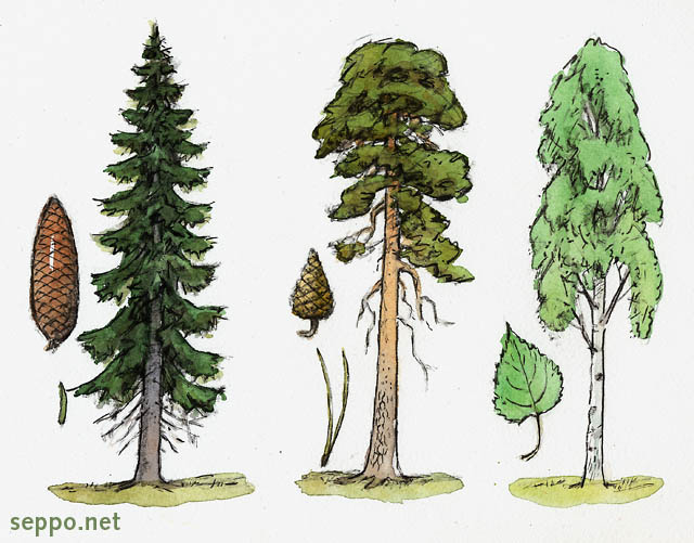  Spruce  Pine  Birch, keywords:
 Norway Spruce European Spruce Scots Pine Silver Birch tree species wood acorn needle leaf Picea abies Pinus sylvestris Betula pendula cartoon