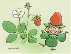 plants_mansikkakeiju_en.jpg