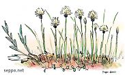 Filename=plants_tupasvilla_en.jpg
Filesize=91KiB
Dimensions=640x383
Date added=Apr 15, 2012 plants_tupasvilla_en.jpg