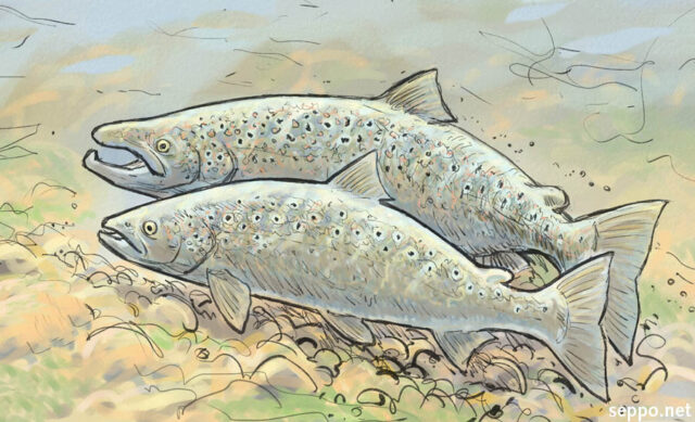 Salmon spawning