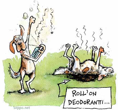  Koiran deodorantti, keywords:
 koira haju deodorantti ajokoira jäniskoira