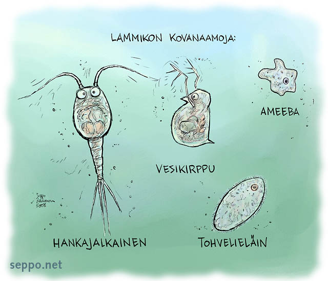  Lammikko – pieneliöt, keywords:
 hankajalkaisäyriäinen hankajalkainen vesikirppu tohvelieläin ameba lammikko vesieliö Acartia tonsa Daphnia pulex Paramecium Amoebozoa pilapiirros