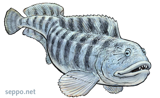  Merikissa - Atlantic wolffish, keywords:
 merikissa Atlantic wolffish Anarhichas lupus piirros illustration