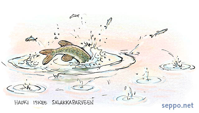  Hauki iskee salakkaparveen, keywords:
 hauki salakka parvi petokala iskee isku saalistus saalistaja hyppy Esox lucius Alburnus alburnus pilapiirros