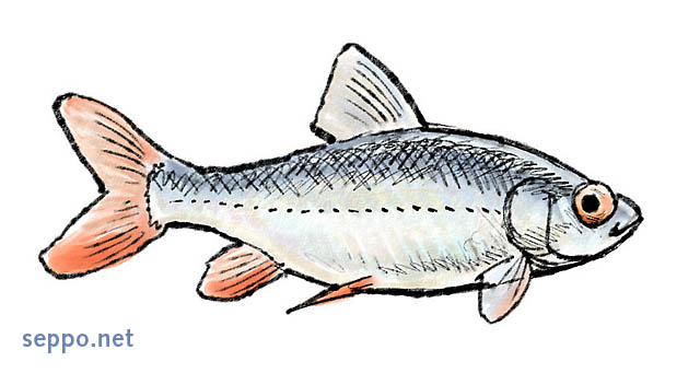 Srki, keywords:
 srki Rutilus rutilus pilapiirros