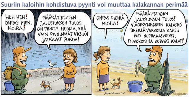  Tiheät verkot jalostavat kaloista pieniä, keywords:
 kalastus iso kala jalostus kalakanta muutos kuha Sander lucioperca pyynti alamitta ylämitta nopeakasvuisuus kutu lisääntyminen perimä tutkimus keskala tiheä verkko valinta koira perinnöllinen muutos pilapiirros