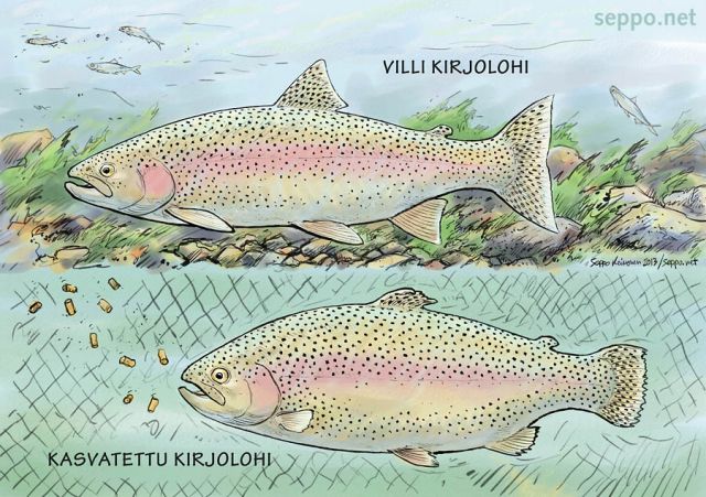  Villi ja kasvatettu kirjolohi, keywords:
 kirjolohi villi vapaa kasvatettu ehjäeväinen tunnistaminen kalankasvatus rehevöityminen Oncorhynchus mykiss piirros