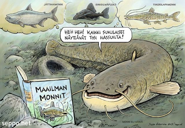  Monni ja hassut sukulaiset, keywords:
 monni säkiä Silurus glanis jättihaimonni Mekong giant catfish Pangasianodon gigas sinisilmäpleko Blue-eyed Pleko Panaque cochliodon tiikerilapamonni long-whiskered catfish Pseudoplatystoma fasciatum pilapiirros