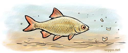  Sorva, keywords:
 sorva Scardinius erythrophthalmus kala vesistö särkikala piirros