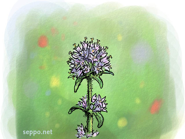  Hirvenkello, keywords:
 hirvenkello kellokasvi uhanalainen laji monimuotoisuus Campanula cervicaria piirros