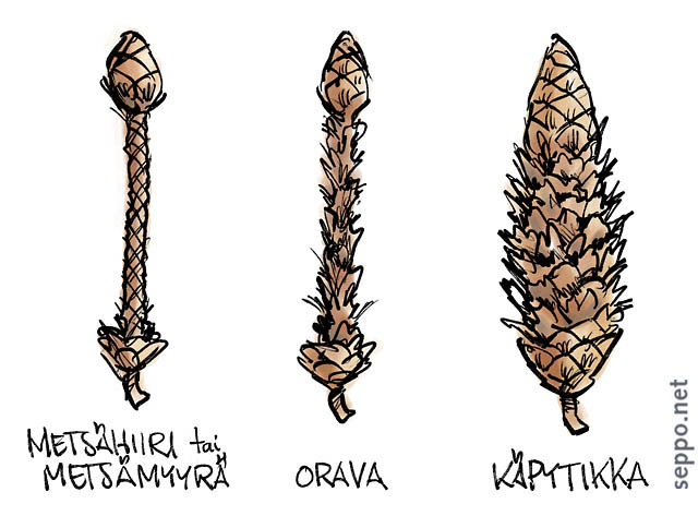  Käpy – eri eläinten syönnösjälki, keywords:
 käpy kuusenkäpy syönnös jälki jäljet tunnistus metsähiiri metsämyyrä orava käpytikka piirros