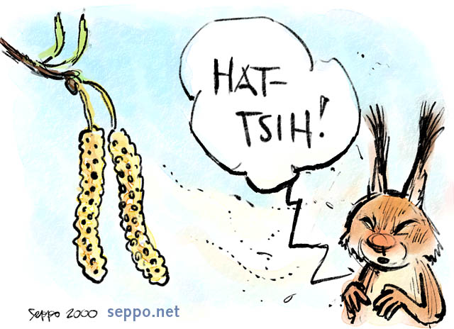  Koivu kukkii, keywords:
 koivu koivun kukka kukinto kevät allergia aivastus nuha orava Sciurus vulgaris Betula pilapiirros