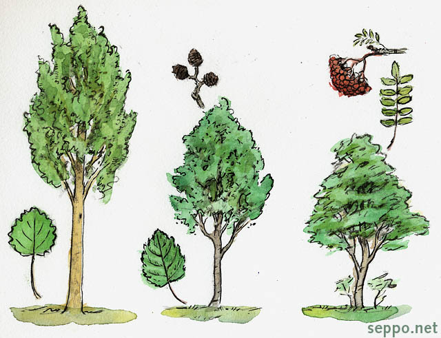  Haapa - leppä - pihlaja, keywords:
 puulaji haapa leppä pihlaja Populus tremula Alnus incana Sorbus aucuparia