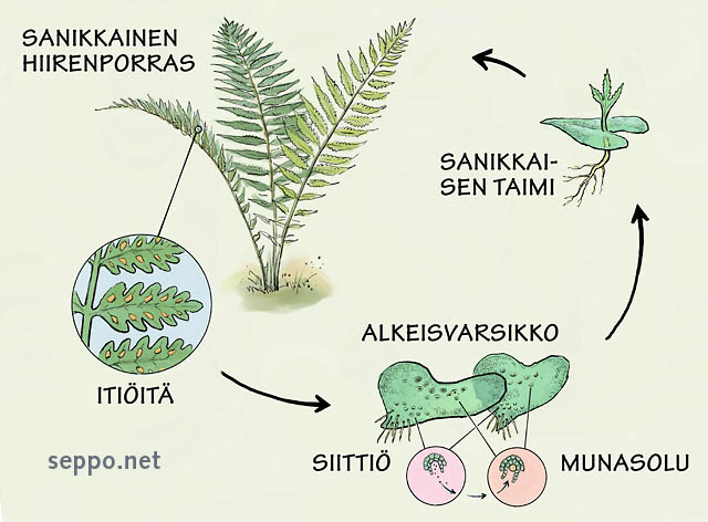  Sanikkaisten lisääntyminen, keywords:
 sanikkainen hiirenporras itiökasvi itiöpesäke alkeisvarsikko siittiöpesäke munasolupesäke Pteridophyta Athyrium filix-femina piirros