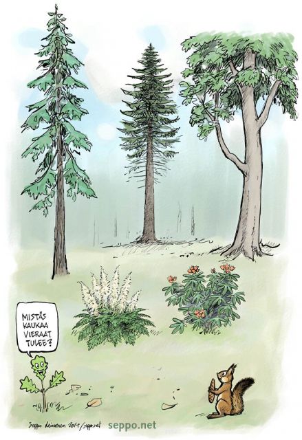  Vieraslajeja, keywords:
 vieraslajit pyökki Douglaskuusi jättituija töyhtöangervo alppiruusu Fagus sylvatica Pseudotsuga menziesii Thuja plicata Aruncus dioicus Rhododendron piirros