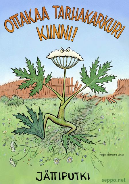  Ottakaa tarhakarkuri kiinni - puutarhakarkulaiset, keywords:
 vieraslaji tarhakarkuri puutarhakarkulainen jättiputki Heracleum persicum mantegazzianum sosnowskyi leviäminen torjunta alkuperäislajit pilapiirros