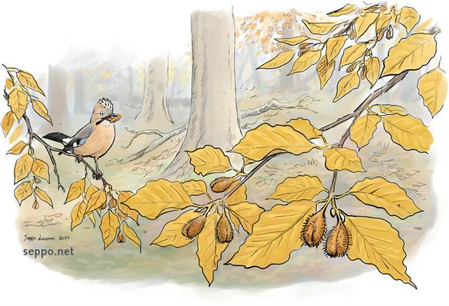  Pyökki ja närhi, keywords:
 pyökki närhi syksy Garrulus glandarius Fagus sylvatica piirros