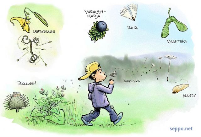  Siemenet - poika, keywords:
 lapsi lapset siemen siemenet kasvi leviminen variksenmarja raita vaahtera voikukka mnty lehtopalsami takiainen Empetrum nigrum Salix caprea Acer platanoides Taraxacum Pinus sylvestris Impatiens noli-tangere Arctium pilapiirros