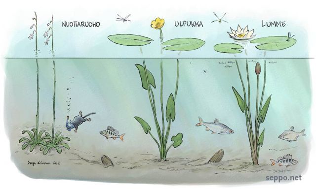  Ulpukka lumme ja nuottaruoho , keywords:
 vesikasvit ulpukka lumme nuottaruoho ahven särki pasuri Lobelia dortmanna Nuphar lutea Nymphaea alba järvisimpukka Perca fluviatilis Blicca bjoerkna Rutilus rutilus Anodonta anatina piirros