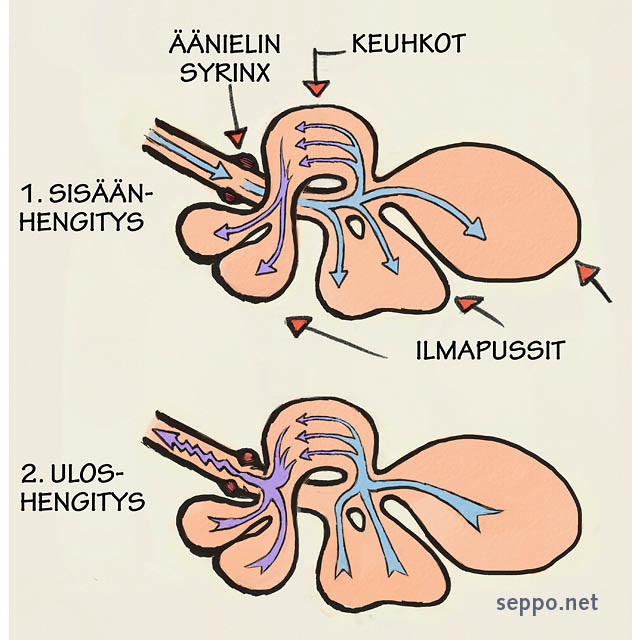  Linnun äänielimet, keywords:
 lintu linnut äänielin syrinx äänentuotto linnunlaulu sisäänhengitys uloshengitys keuhkot ilmapussit piirros