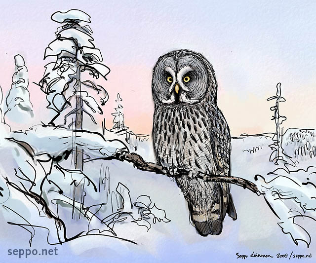  Lapinpöllö - talvi, keywords:
 lapinpöllö talvi lumi Strix nebulosa piirros