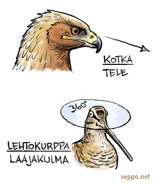  Näköaisti - kotka - lehtokurppa, keywords:
 pilapiirros kotka lehtokurppa katse näköaisti näkökyky kotkansilmä Scolopax rusticola Aquila chrysaetos